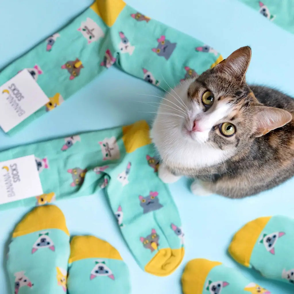 Banana Socks Sokken Katten Set - evan rose - sokken - Banana Socks Sokken Katten Set